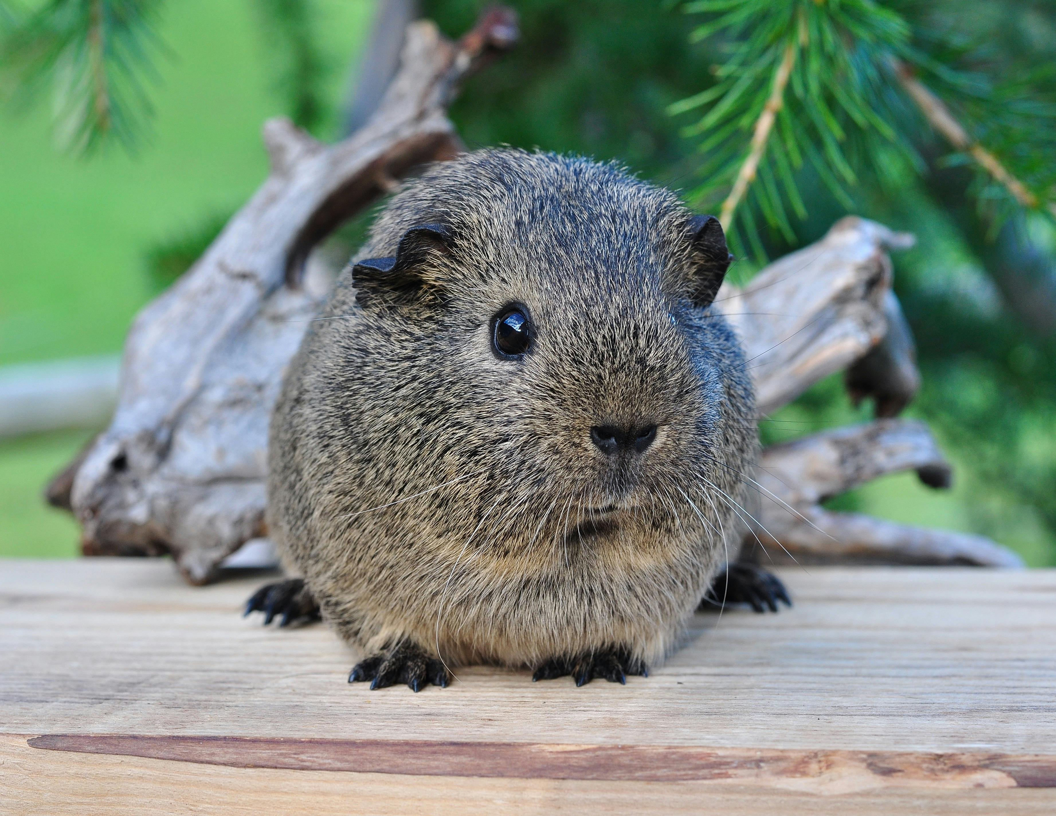 Brown Guinea Pig With Yellow Leaves on Top · Free Stock Photo