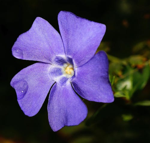 無料 紫5花びらの花 写真素材