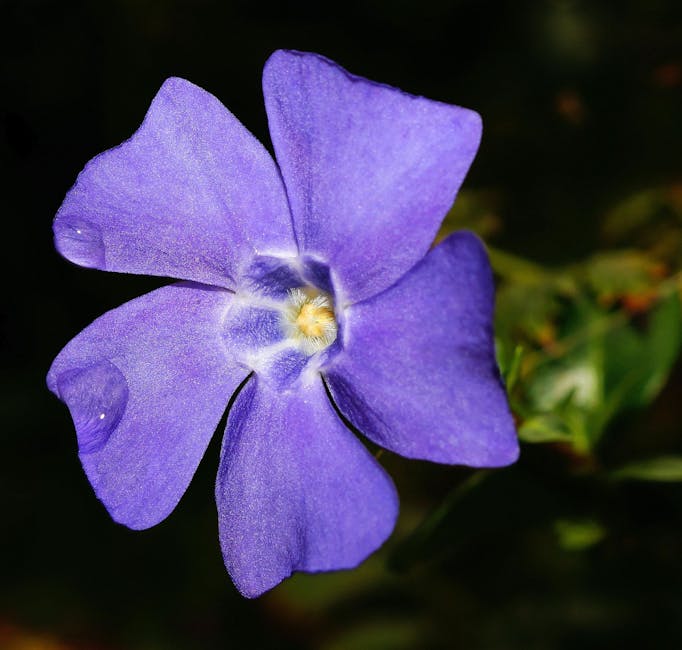 purple-5-petaled-flower-free-stock-photo