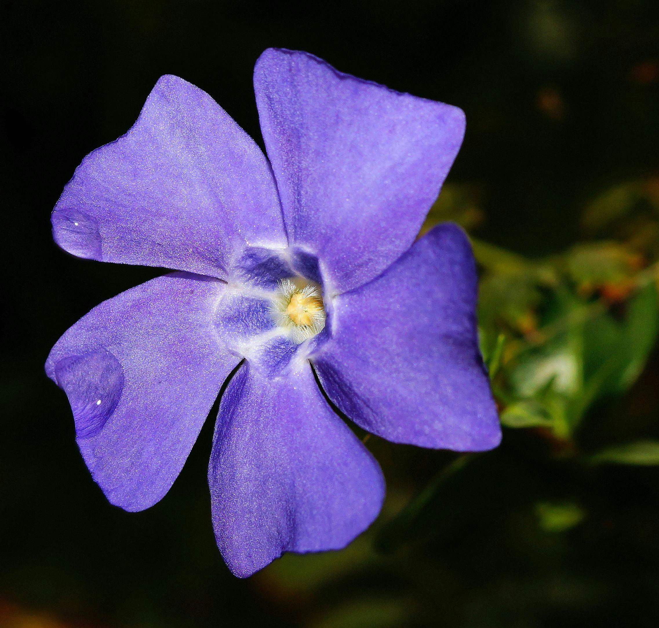 periwinkle-flower-blossom-bloom-45267.jp