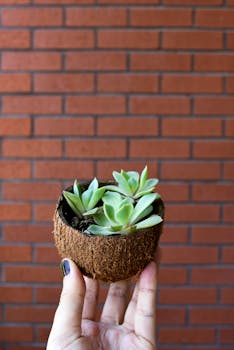 在砖墙背景下，多肉植物被种在椰子壳花盆中，由手拿着