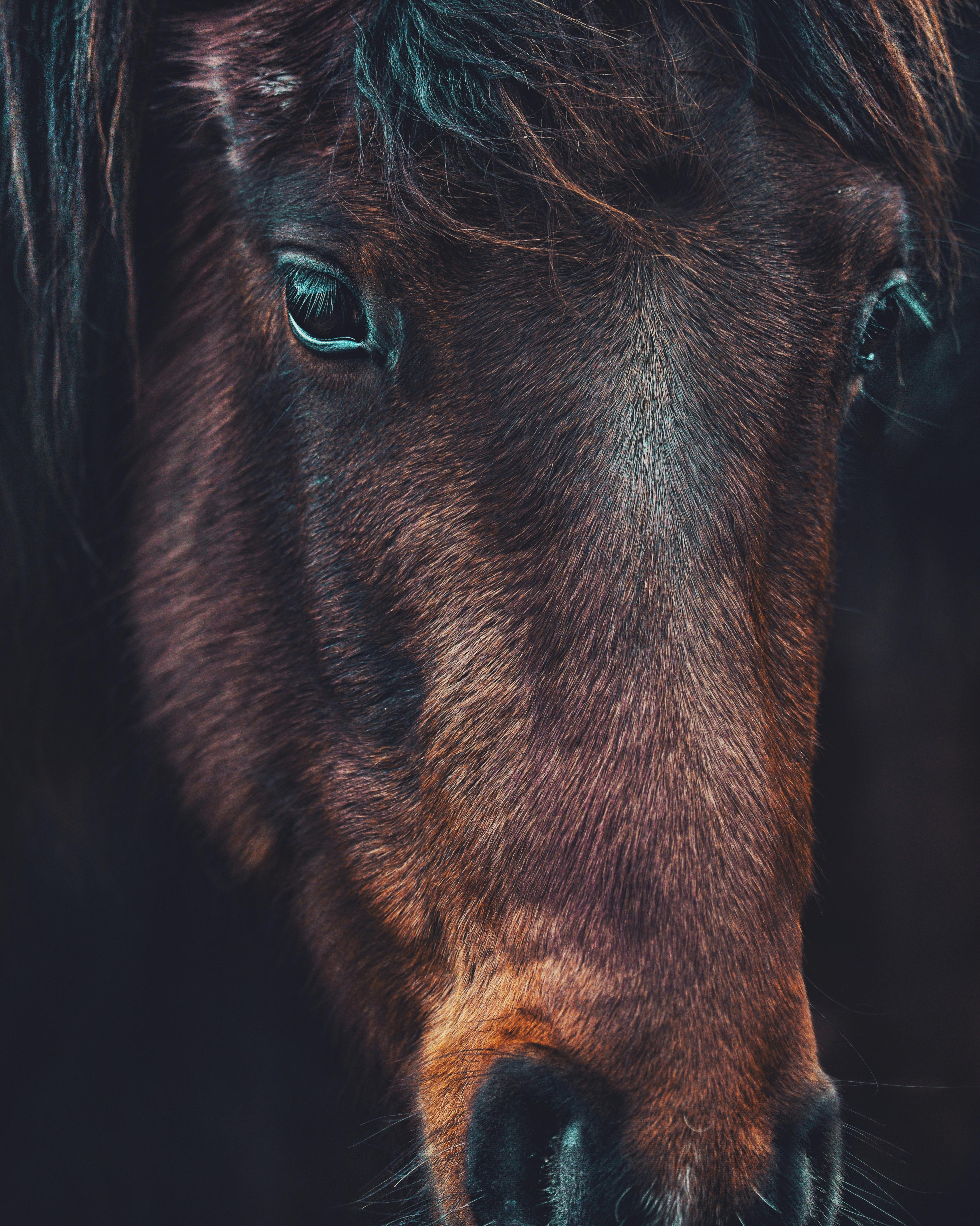 Closeup brown horse muzzle with mane looking at camera in countryside in daylight