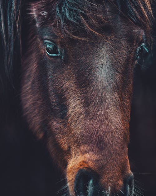 Closeup brown horse muzzle with mane looking at camera in countryside in daylight