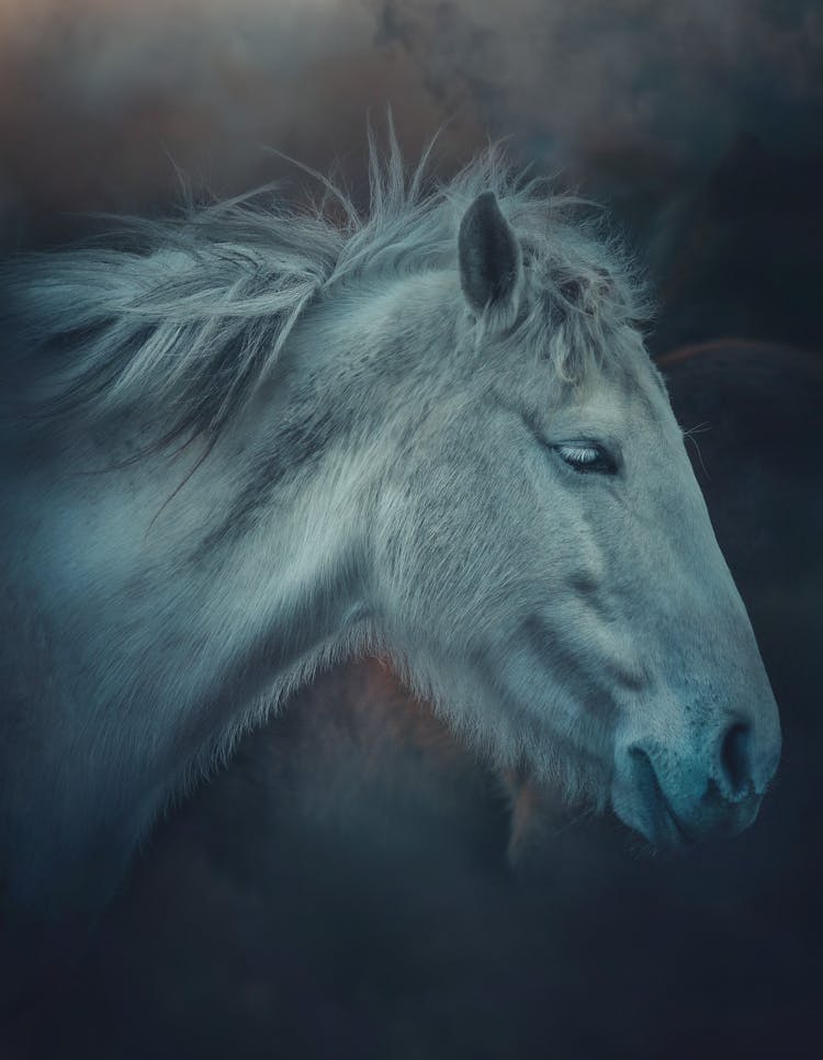 Obedient Gray Horse In Misty Paddock