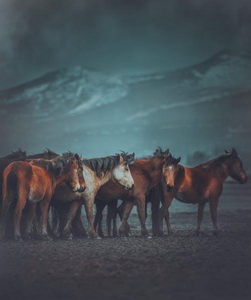 Herd of graceful horses of various breeds pasturing on meadow near snowy mountains against cloudy sky