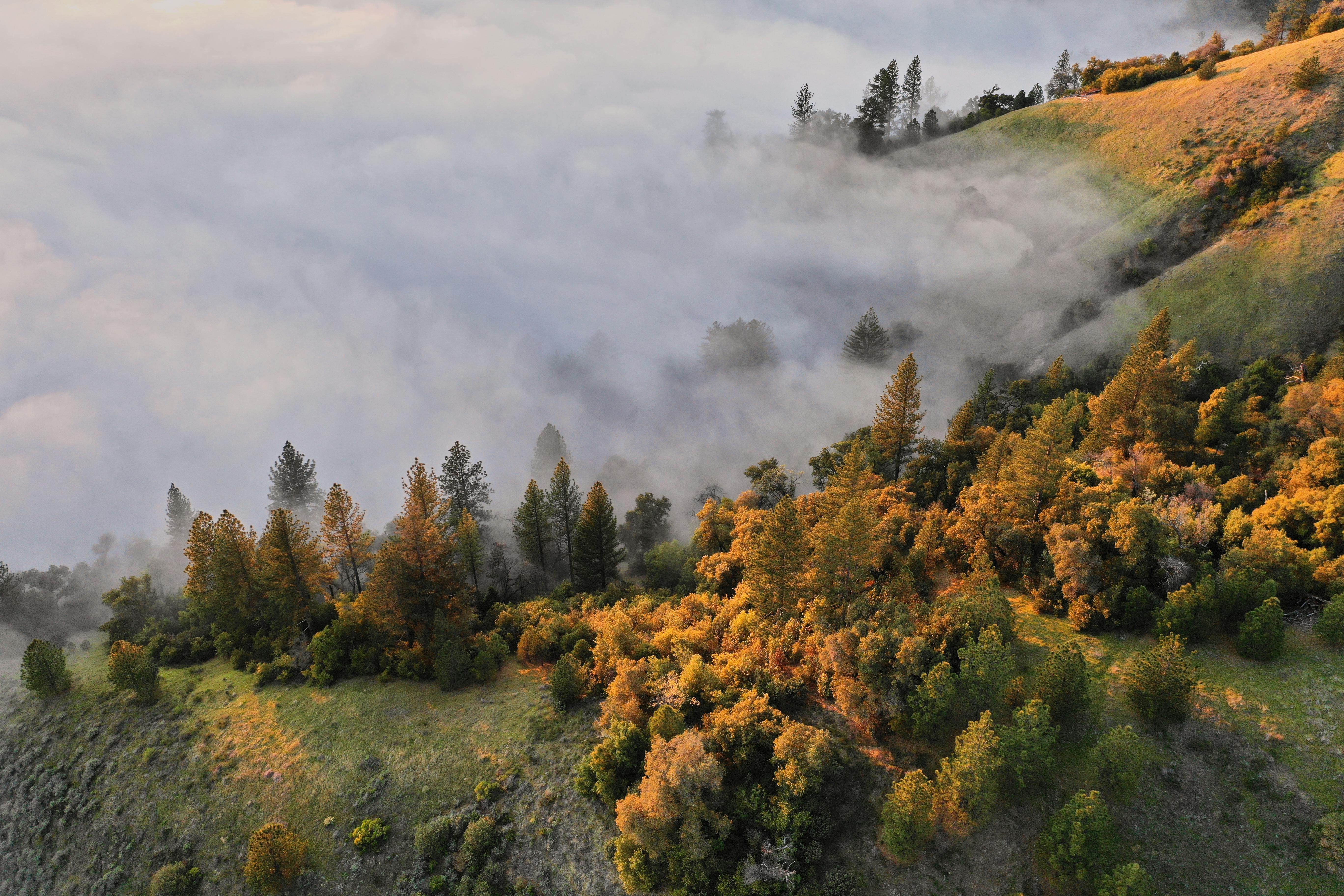 Hillside with forest  in haze  on sunny day  Free Stock Photo