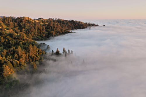 Immagine gratuita di alba, albero, altezza