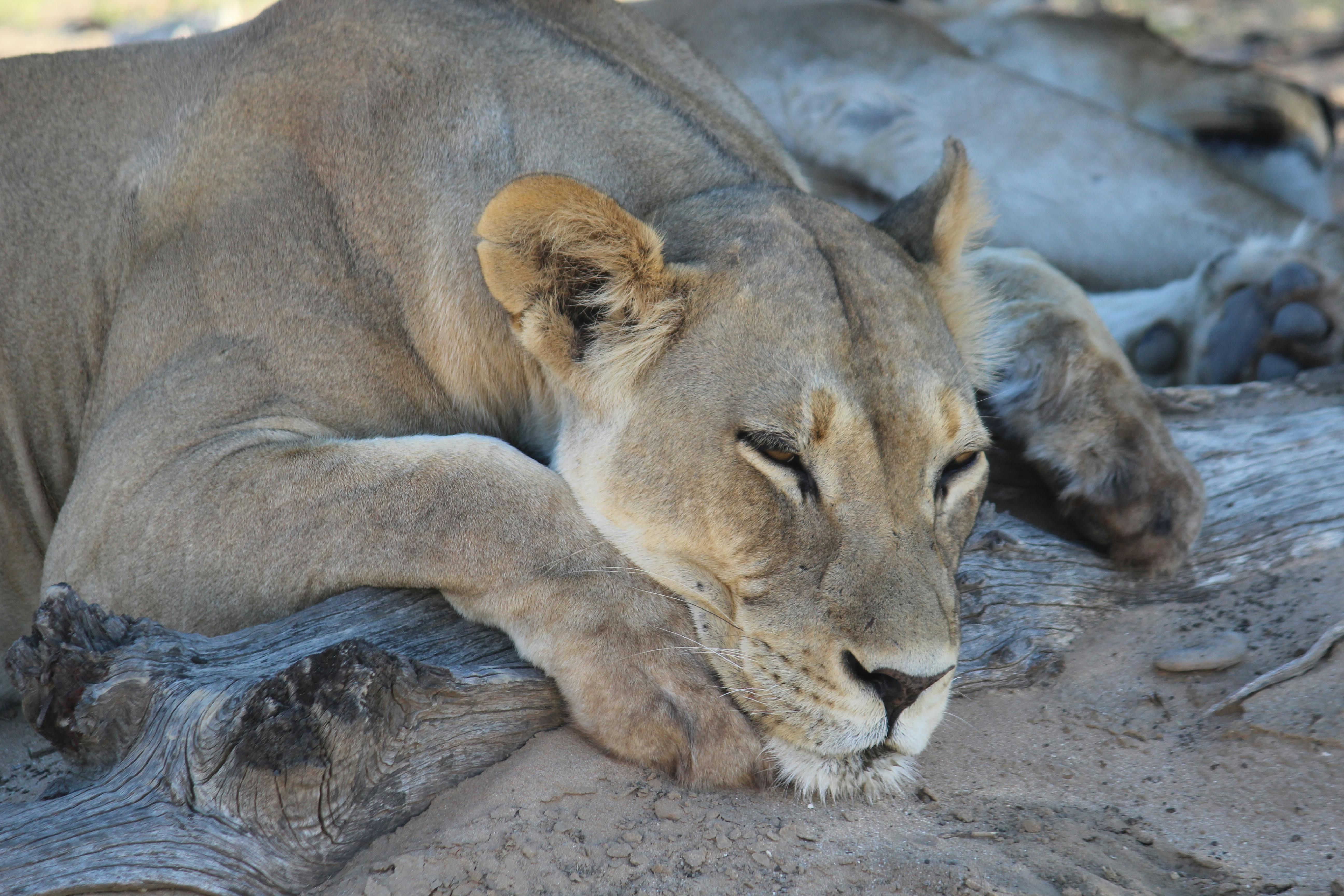 Free stock photo of lion, sleeping lion, south africa