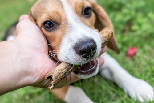 Free Person Petting Beagle Dog Stock Photo