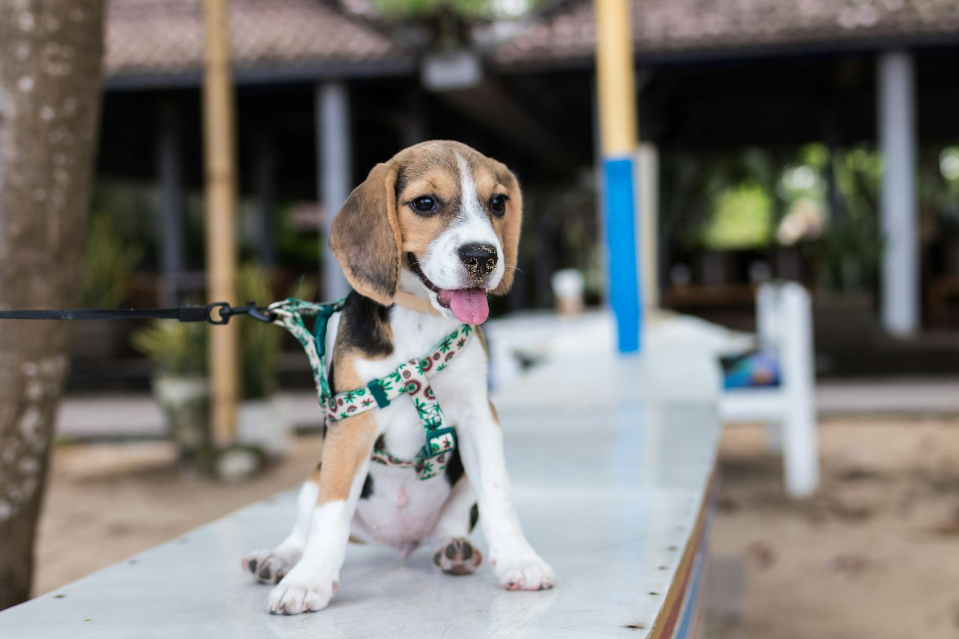 Pic: Artem Bali / https://www.pexels.com/photo/adorable-animal-animal-photography-beagle-452772/