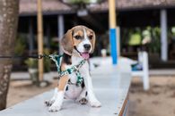 Short-coated Brown and White Puppy Tied on Dog Leash While Sitting on White Bench