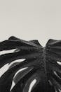 Grayscale Photo of Monstera Deliciosa Leaf
