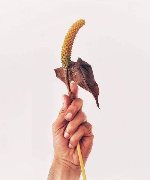 Free Crop anonymous person demonstrating dry withered flower of Spathiphyllum cochlearispathum plant against white background Stock Photo