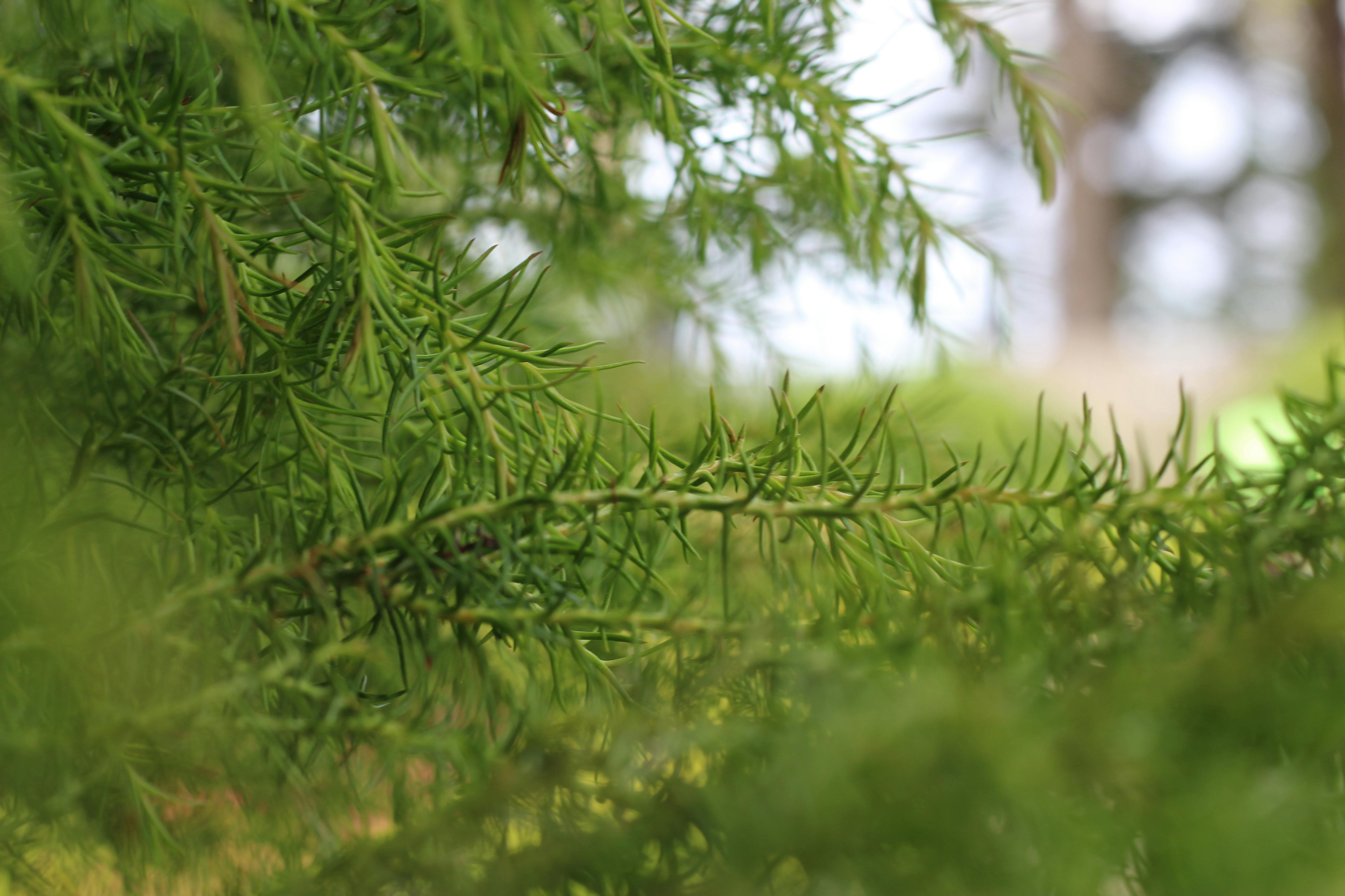 Kostenloses Foto zum Thema: landstraße, straße