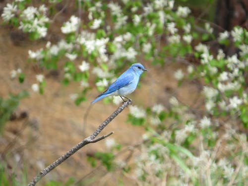 Free stock photo of male western bluebird