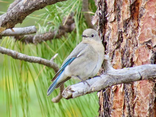 Fotos de stock gratuitas de bluebird hembra occidental