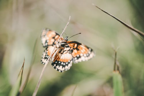 Orange and Black Butterfly on a Grass 