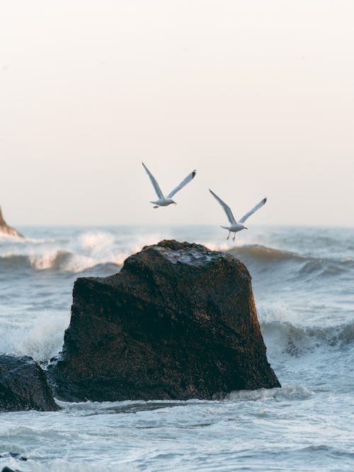Flying Seagulls over a Big Rock on the Sea 
