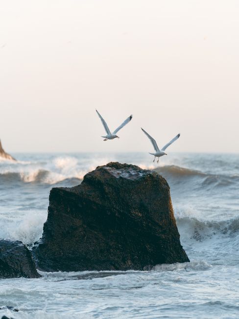 Seagulls gracefully soar over the waves crashing on Iceland's rugged coastline, capturing nature's serene beauty.
