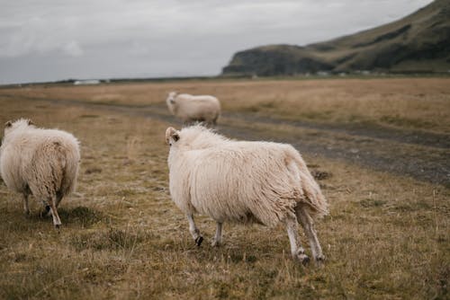 Herd of sheep grazing on field