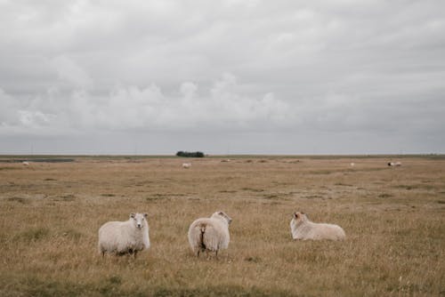 Herd of sheep grazing on pasture grass in countryside against gray cloudy sky