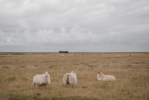 Kostenloses Stock Foto zu ackerland, außerorts, bauernhof