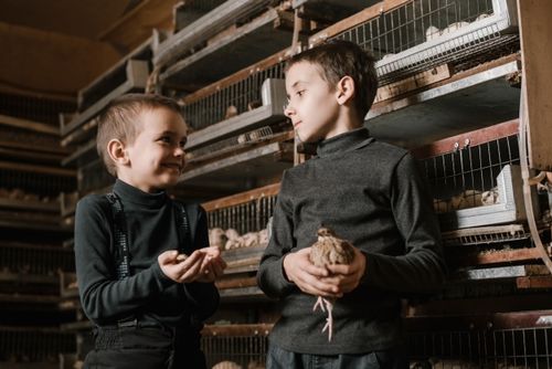 Free Positive smiling boys wearing casual black outfits with quail and quail eggs in hands during outing on fowl farm Stock Photo