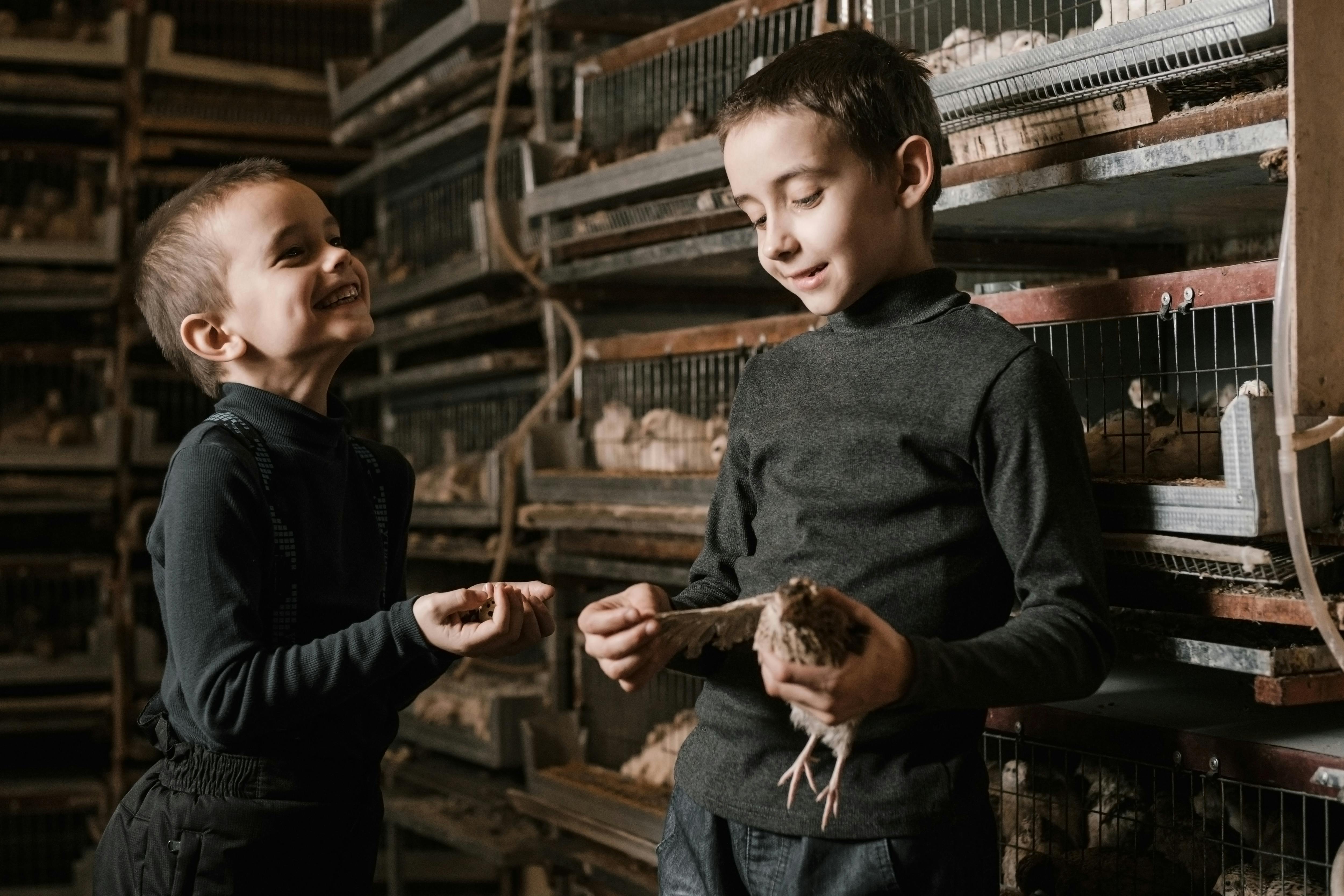 delighted little boys with eggs and quail on fowl farm