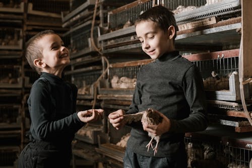 Laughing content brothers standing inside rural fowl farm with quail and quail eggs near cages with birds in daylight