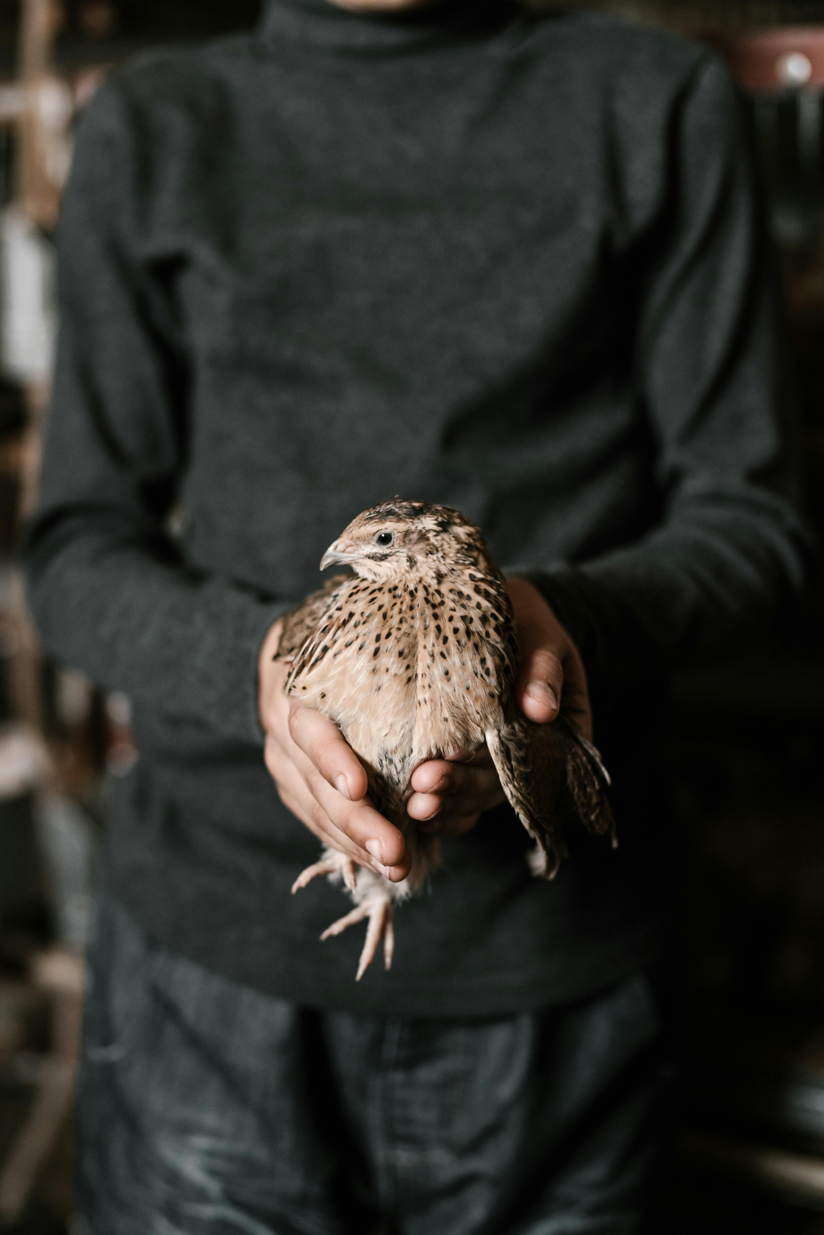 crop boy with cute quail on farm