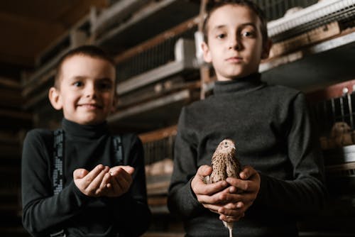 Free Blurred content little brothers wearing casual black turtleneck standing with cute quail and eggs in hands while visiting fowl farm and looking at camera happily Stock Photo