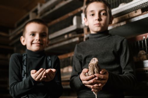Free Blurred content little brothers wearing casual black turtleneck standing with cute quail and eggs in hands while visiting fowl farm and looking at camera happily Stock Photo