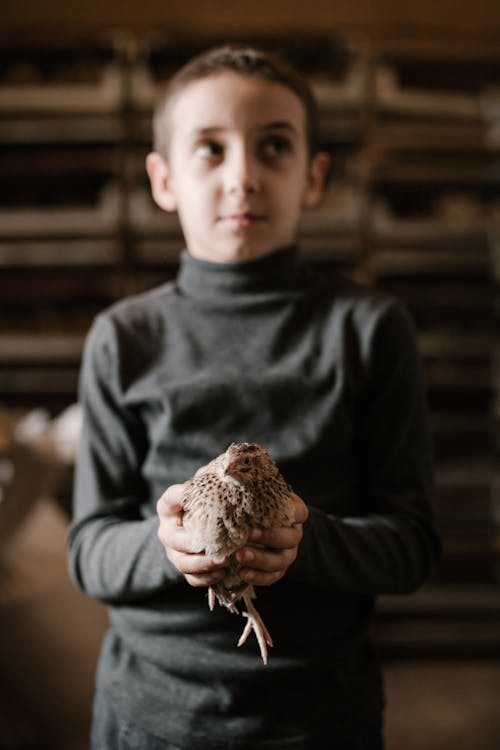 Blurred content boy in dark turtleneck standing with quail inside fowl farm during sunny day and looking away