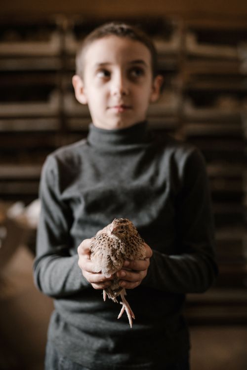 Free Blurred content boy in dark turtleneck standing with quail inside fowl farm during sunny day and looking away Stock Photo