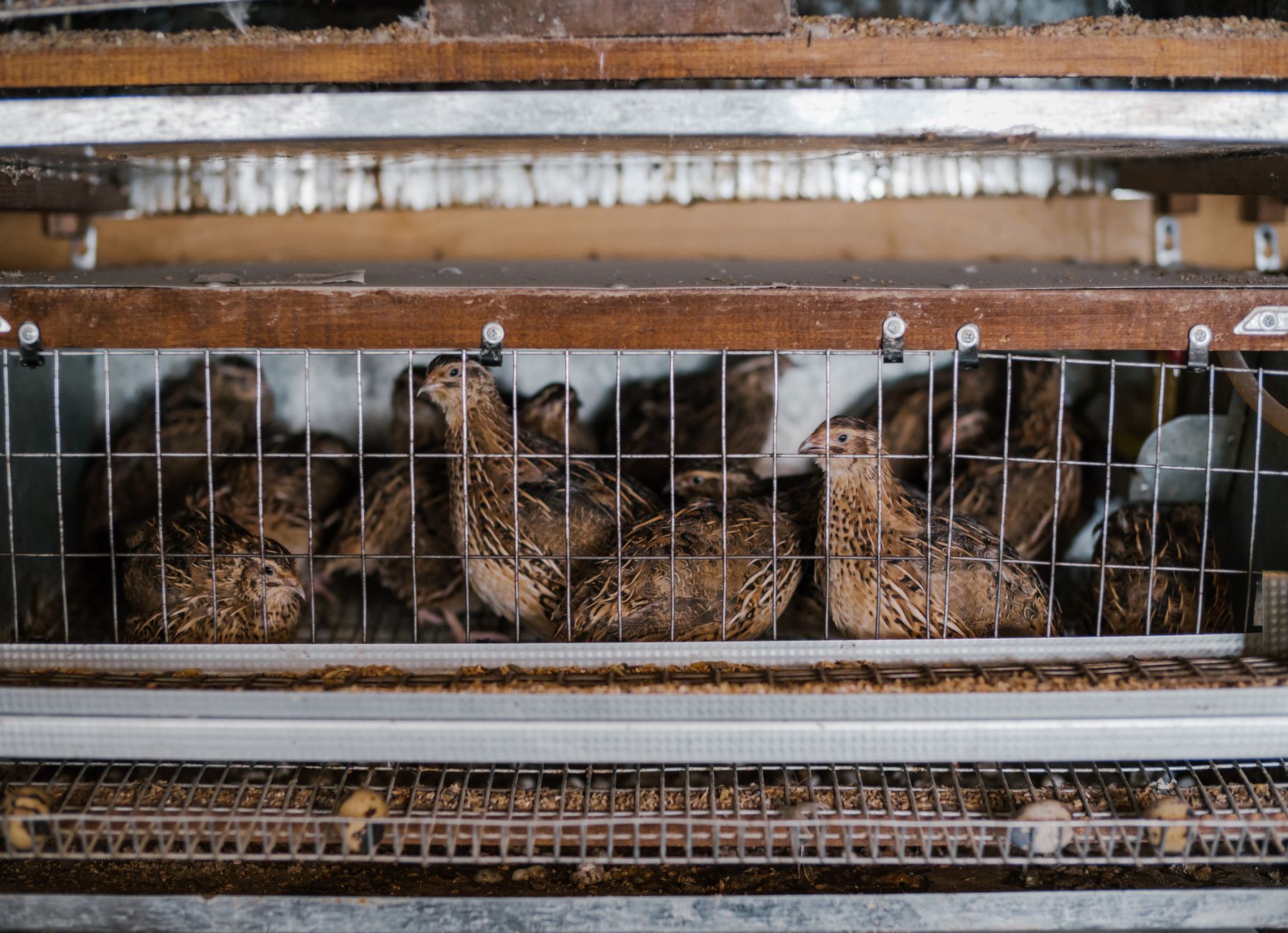 A dim rural shed with caged roosters, hidden entrance, scattered betting slips, tense atmosphere
