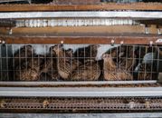 Cute small quails laying eggs in tiny cage with metal racks on farm
