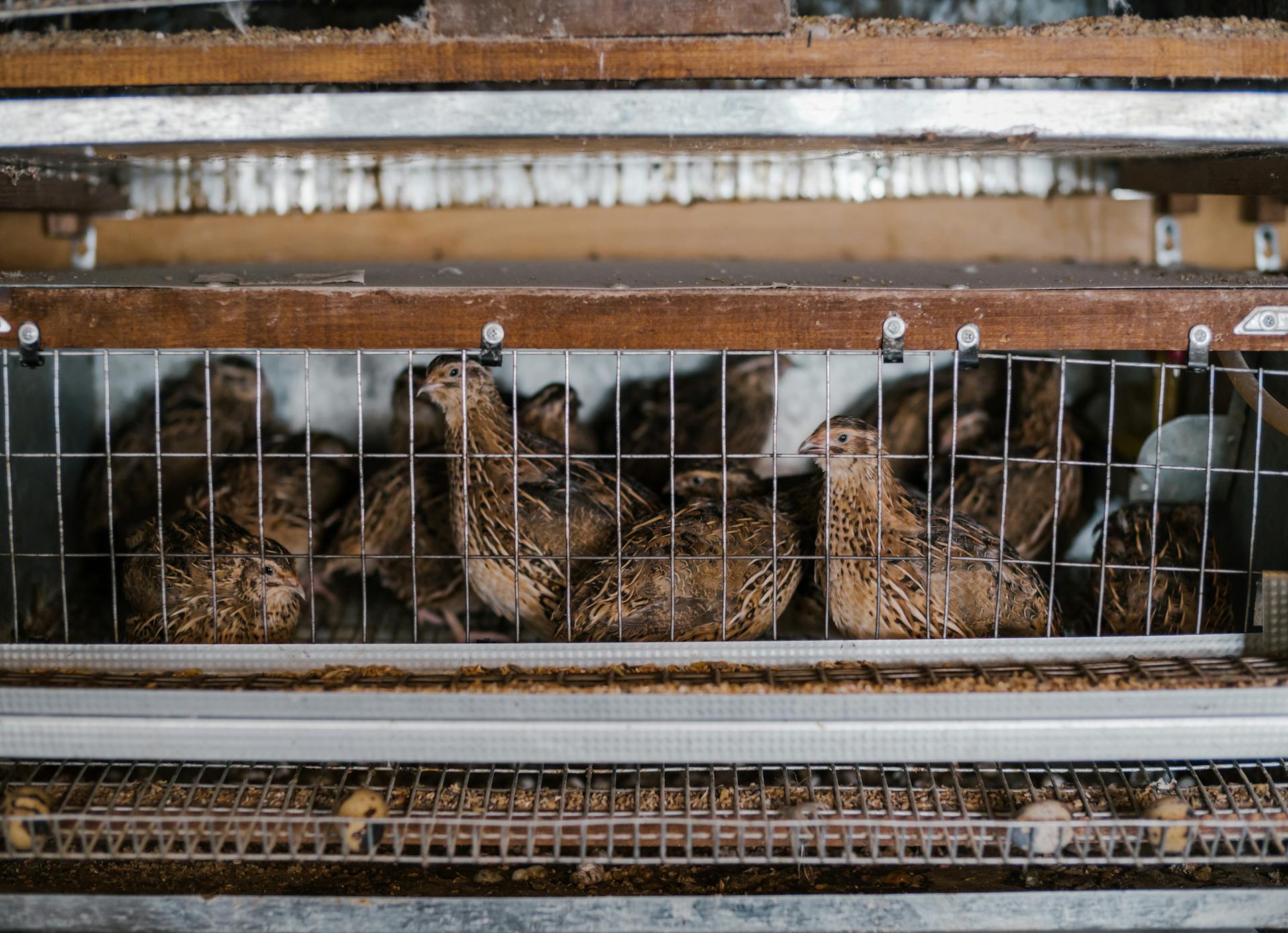 Cute small quails laying eggs in tiny cage with metal racks on farm