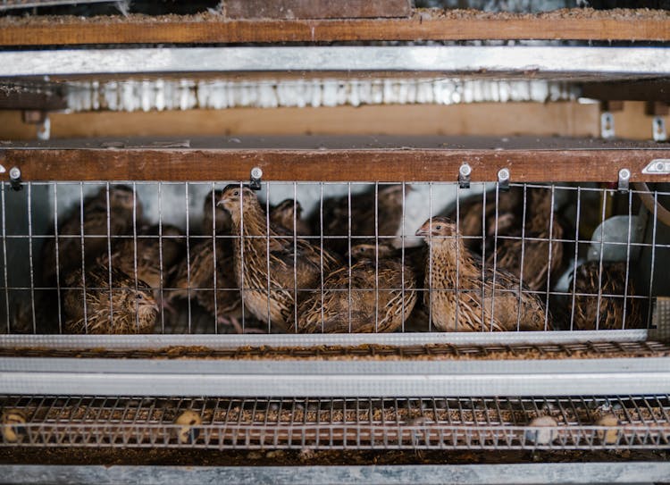 Cage With Small Quails On Farm