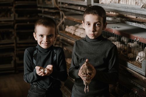 Free Adorable little brothers wearing black turtlenecks with quail and eggs standing inside fowl farm full of cages with live quails and looking at camera happily Stock Photo