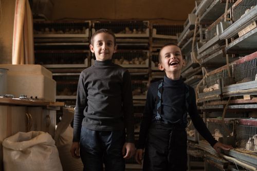 Free Cheerful little boys in casual clothes smiling while standing near chicken cages at poultry farm Stock Photo