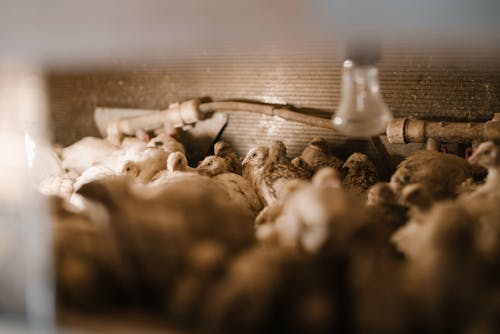 Small quail in aviary at bird factory