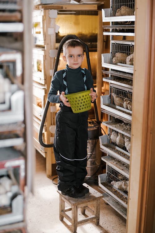 Full body of adorable child gathering quail eggs into basket standing on wooden stool near cages at poultry farm