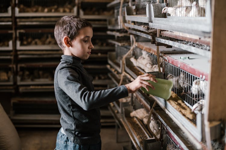 Little Child Taking Care Of Chicken At Poultry Farm