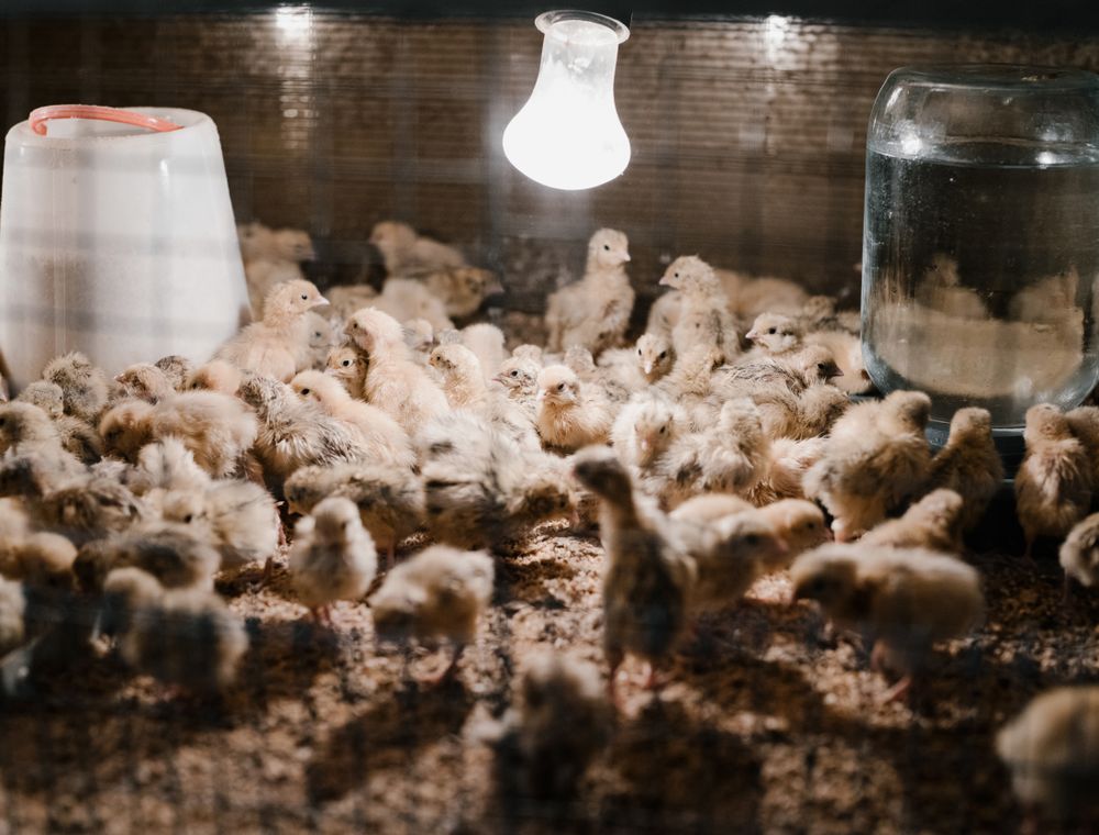 Young chicks feeding under a warm brooder lamp
