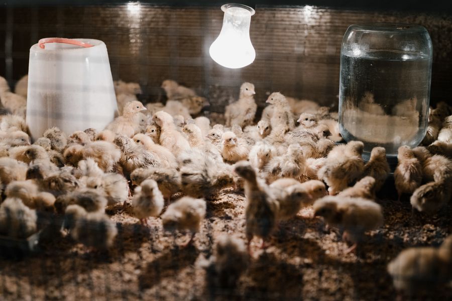 Heat lamp used for chick brooding and livestock care Chicks warming under a heat lamp in an indoor brooder