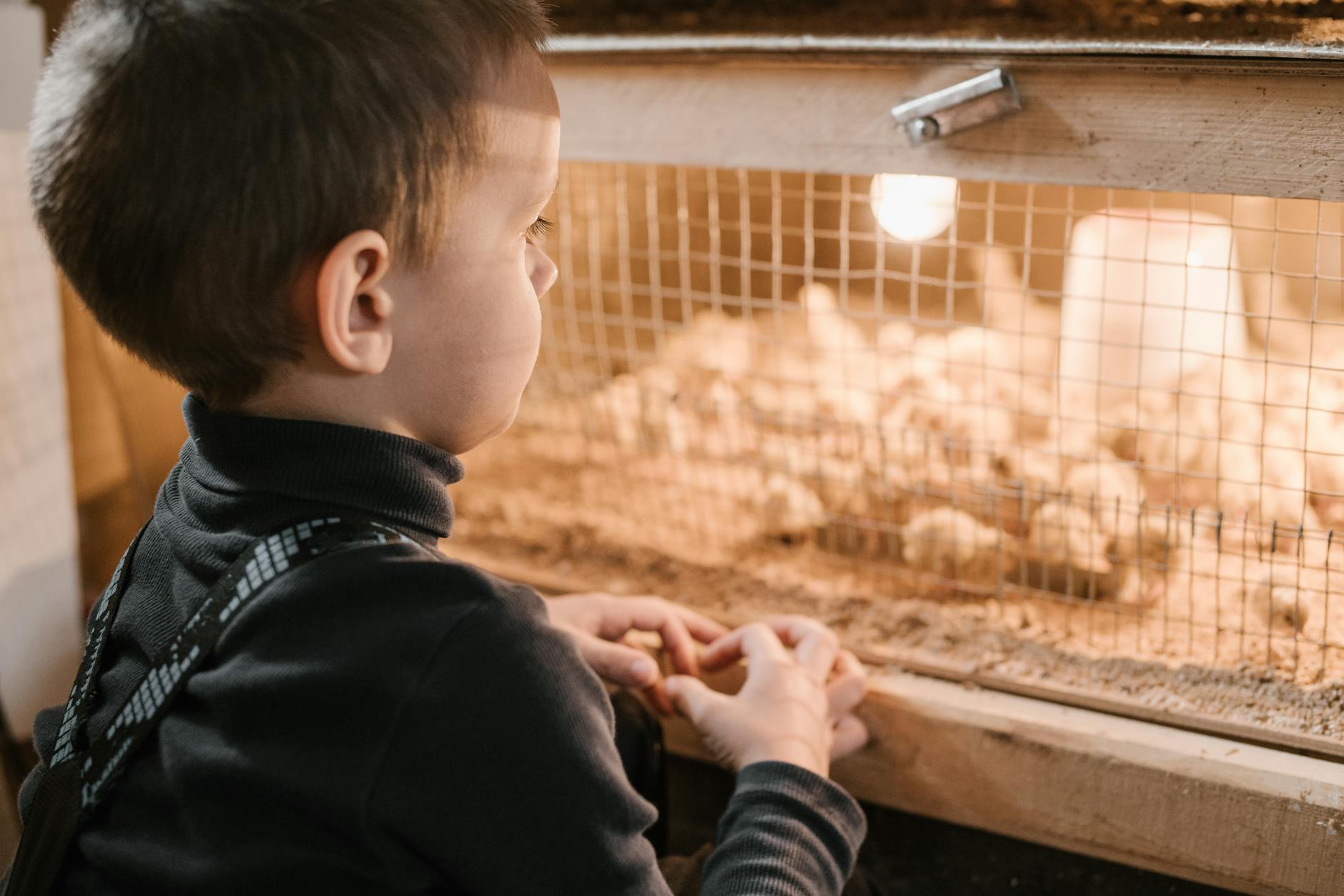 Crop unrecognizable curious little kid looking on chicks in breeding cage at bird farm