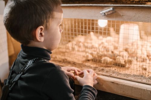 Free Crop unrecognizable curious little kid looking on chicks in breeding cage at bird farm Stock Photo