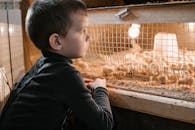 Pensive little kid on poultry farm near chicks cage