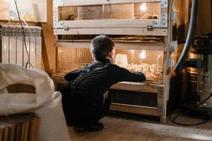 Team member with chicks