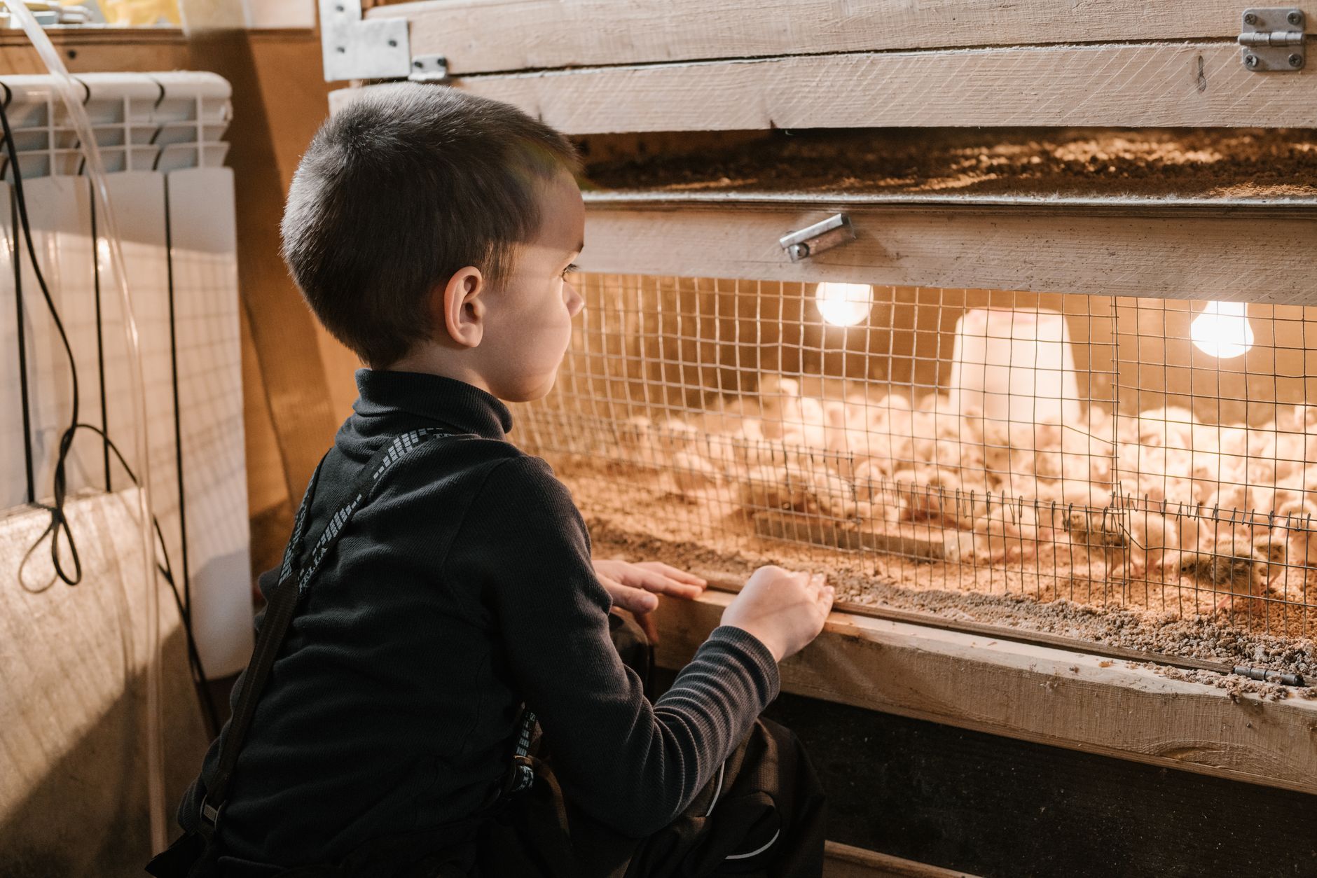 Little curious child sitting behind chicks breeding cage and looking on birds at poultry farm